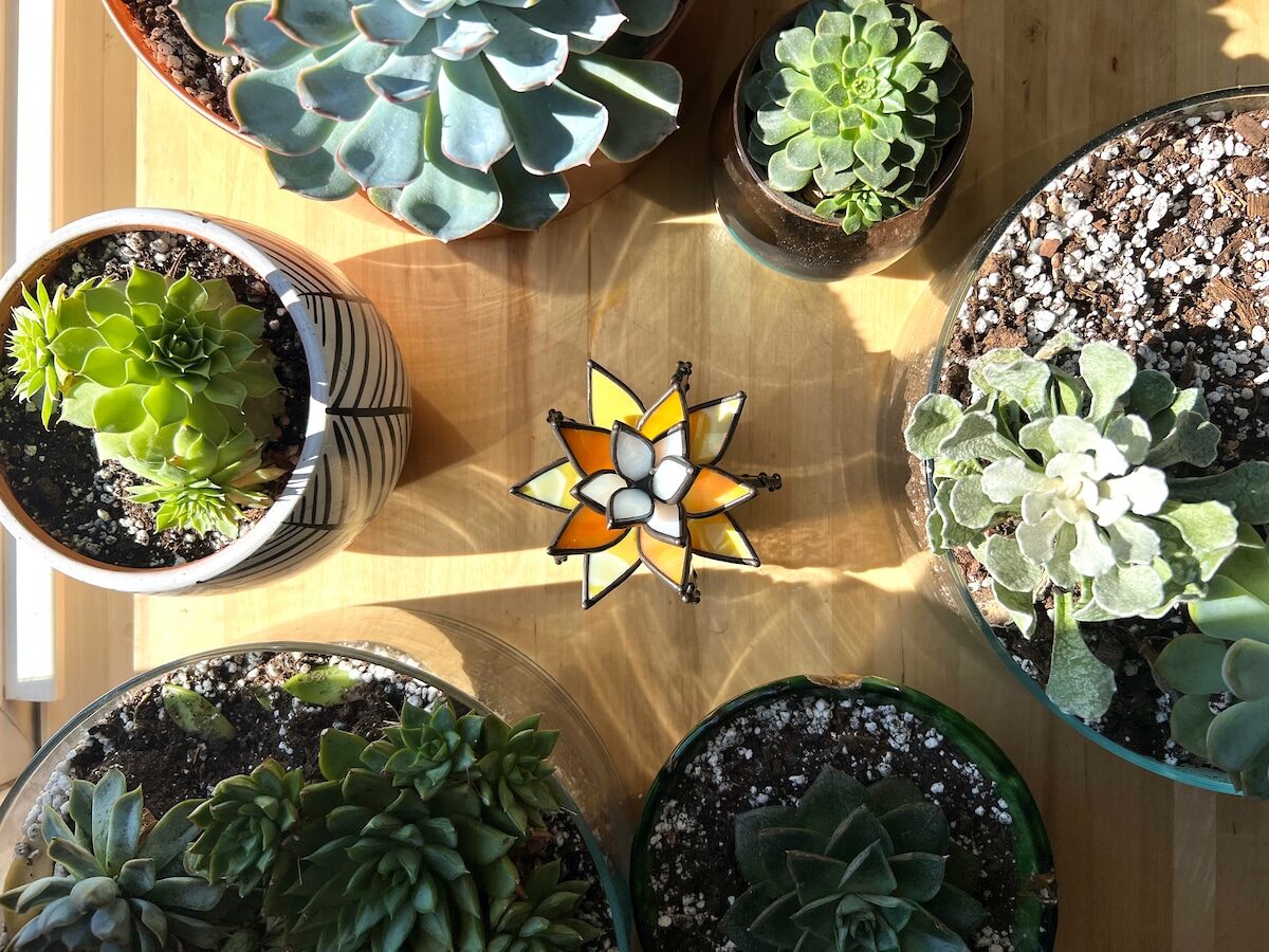 Stained Glass succulent